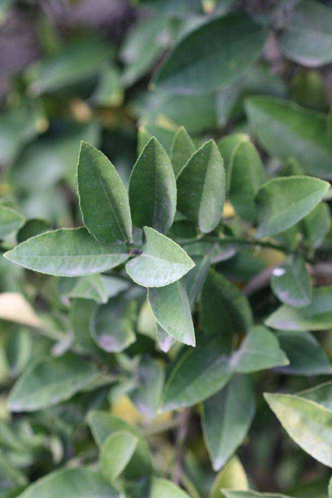            Shade leaves (Riverside, CA)   